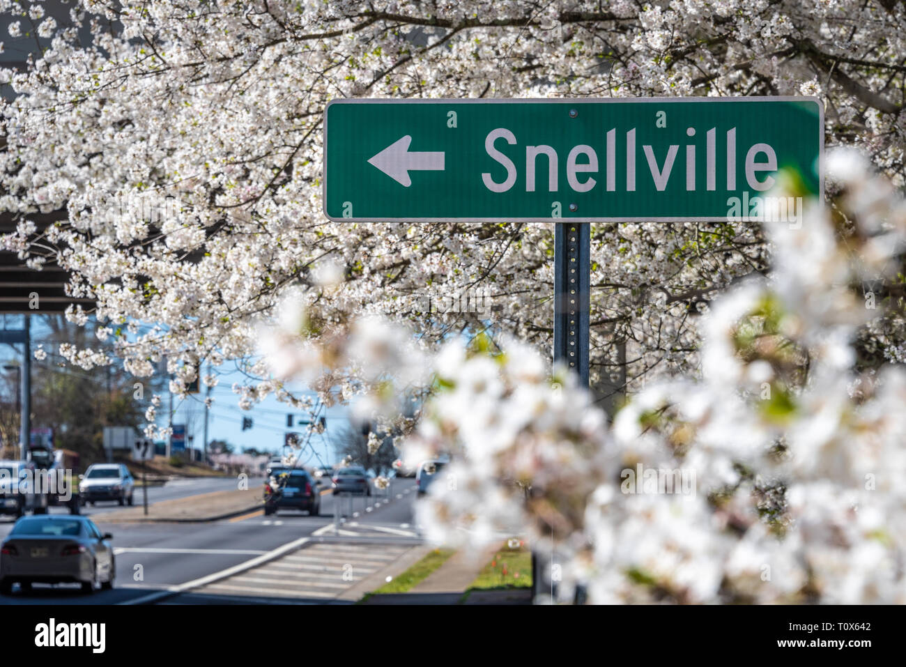 Les cerisiers en fleurs blanches en pleine floraison sur une belle journée de printemps dans la région métropolitaine d'Atlanta, Géorgie. (USA) Banque D'Images