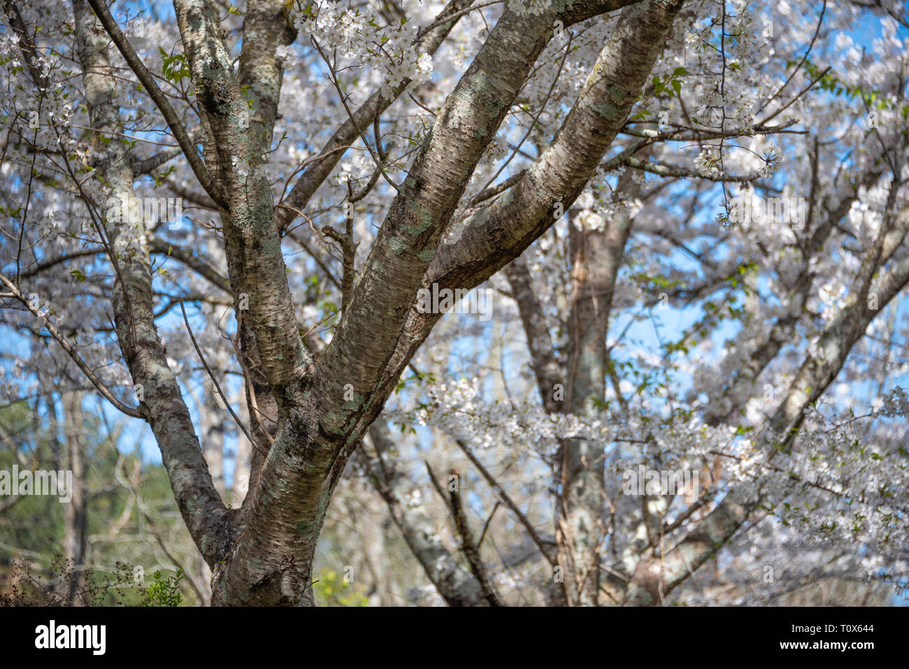 Blossoming cherry trees blanc contre un ciel bleu dans la région métropolitaine d'Atlanta, Géorgie sur une journée magnifique au début du printemps. (USA) Banque D'Images