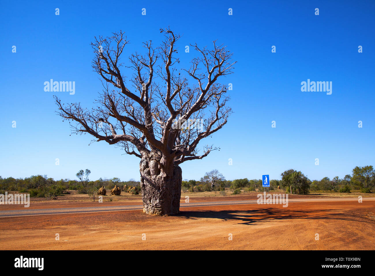 Le Kimberley, Derby : Le Boab tree (Adansonia gregorii) de la Kimberely est un imposant la vue dans le paysage. Banque D'Images