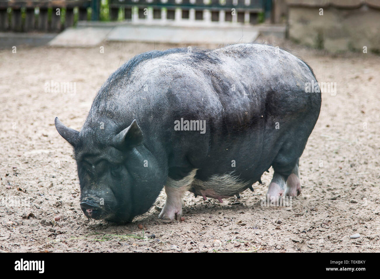 Femme De Cochon Du Vietnam Sur Le Sable Photo Stock Alamy