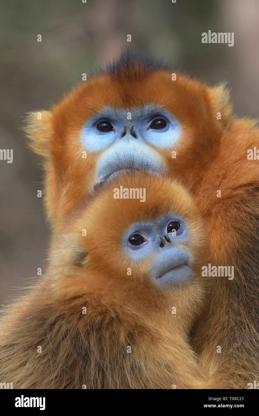 Mère et bébé Golden snub-nosed (Rhinopithecus roxellana singe) Banque D'Images
