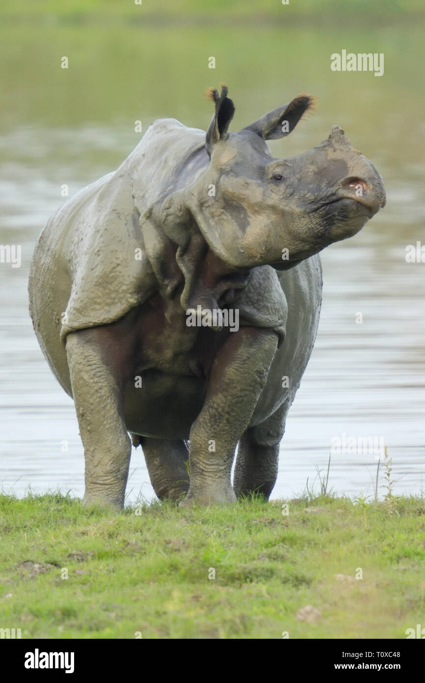Muddy Rhinocéros indien (Rhinoceros unicornis) sortant d'un lac Banque D'Images