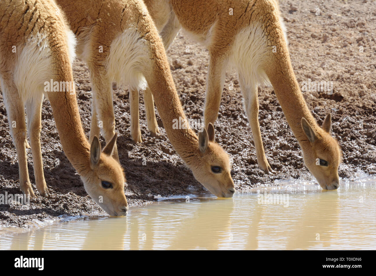 Groupe de vigognes (Vicugna vicugna) boire ensemble Banque D'Images