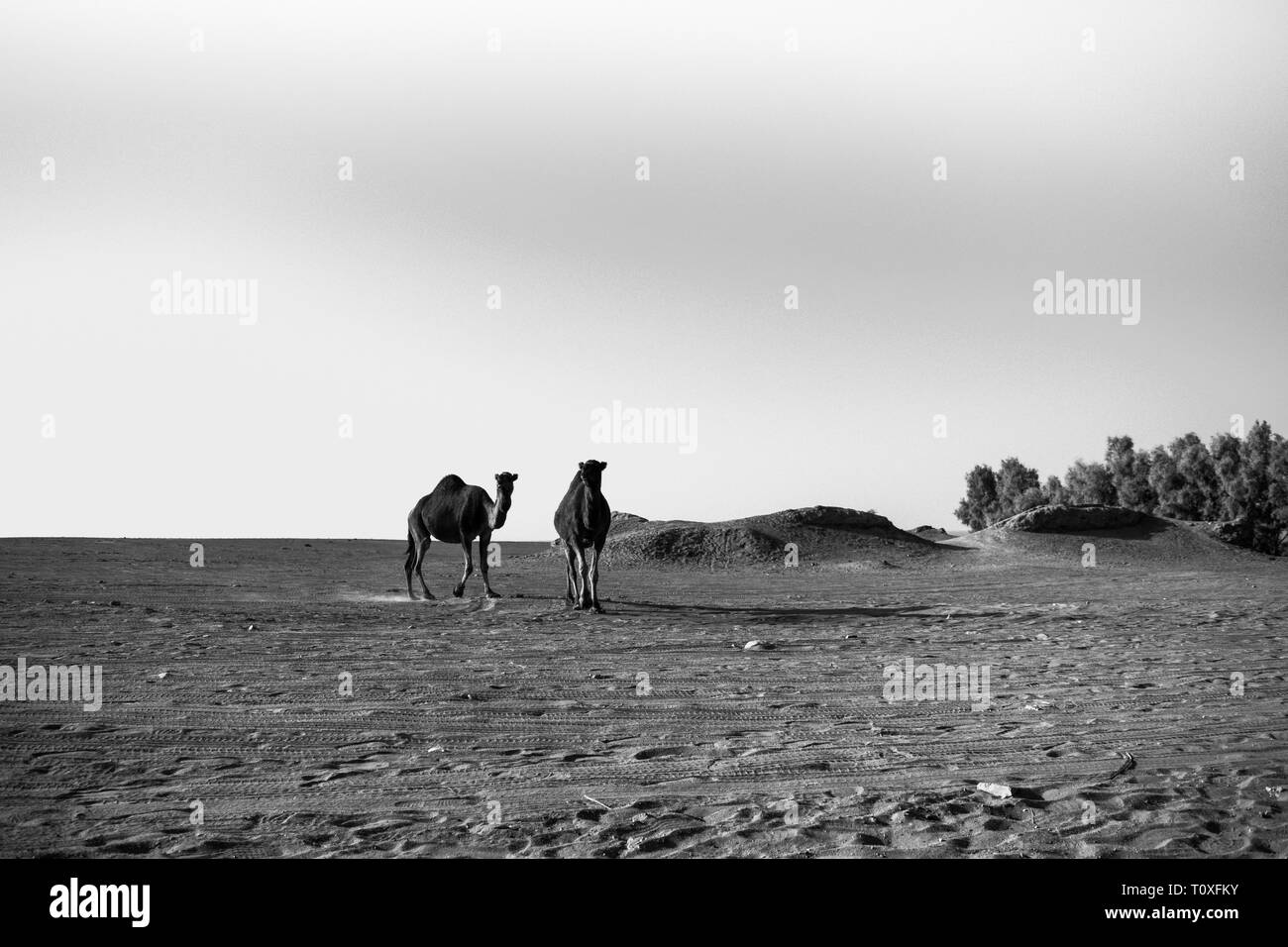 Des chameaux dans le désert Maranjab Banque D'Images