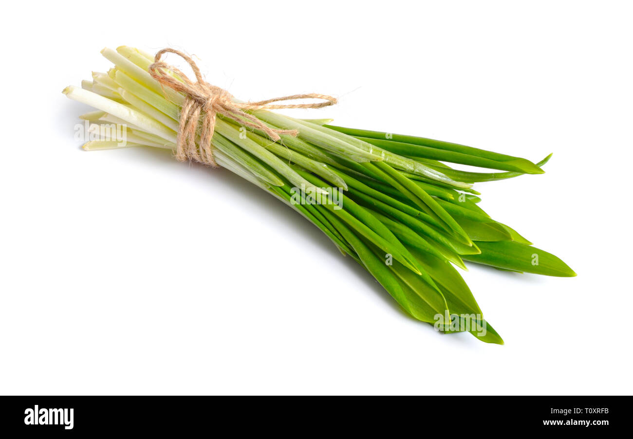 L'Allium ursinum, connue sous le nom de l'ail sauvage, ramsons, buckrams à grandes feuilles, l'ail, l'ail des ours en bois, bois ou l'ail des ours. Isolé sur fond blanc. Banque D'Images