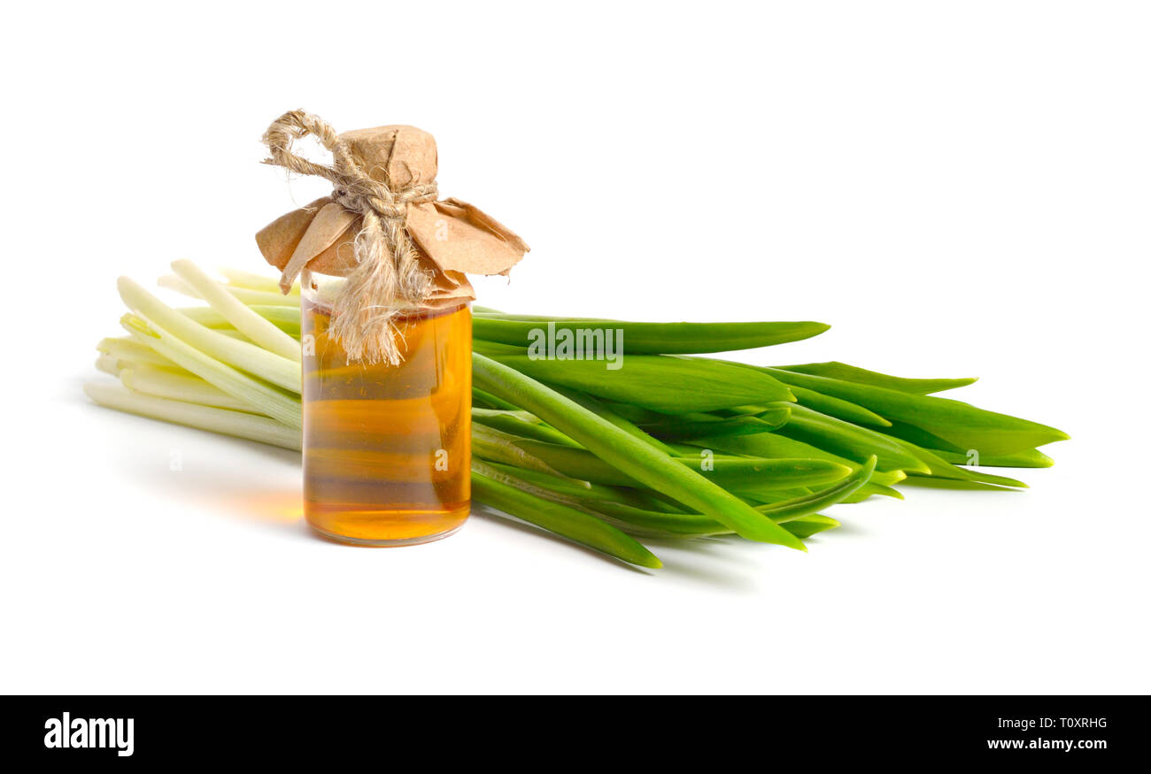 L'Allium ursinum, connue sous le nom de l'ail sauvage, ramsons, buckrams à grandes feuilles, l'ail, l'ail des ours en bois, bois ou l'ail des ours. Isolé sur fond blanc. Banque D'Images