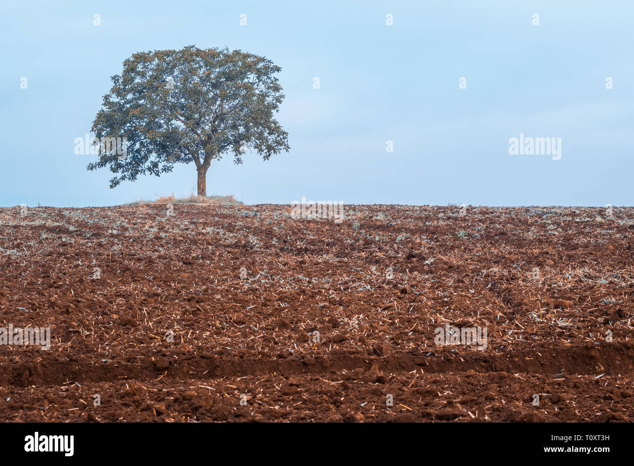 Un arbre solitaire en hiver dans un champ labouré avec des massifs de terres non cultivées dans la campagne et une plante dans l'avant-plan Banque D'Images