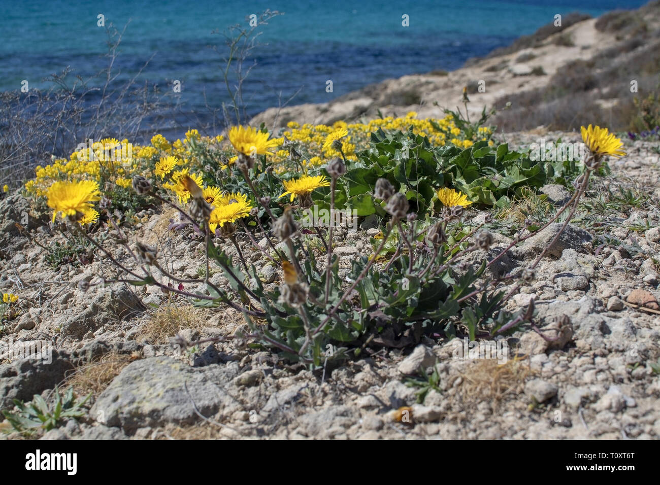 Fleurs jaunes, Daisy ou la mer Méditerranée, de l'Aster de mer Plage Daisy, monnaie d'or Asteriscus maritimus ou Asteriscus aquaticus, épanouissement contre blue Banque D'Images