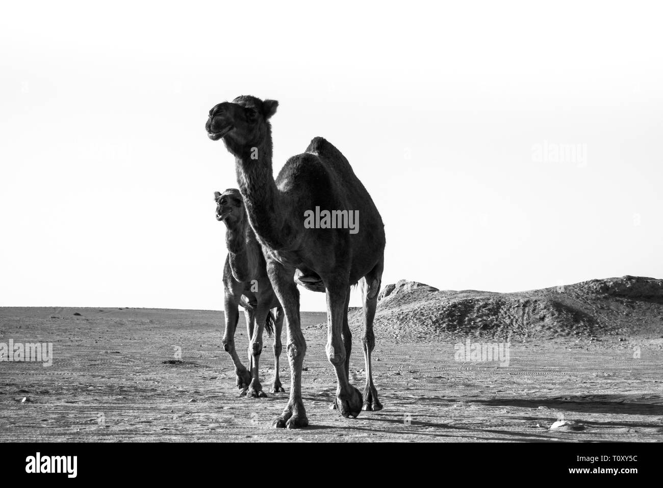 Des chameaux dans le désert Maranjab Banque D'Images