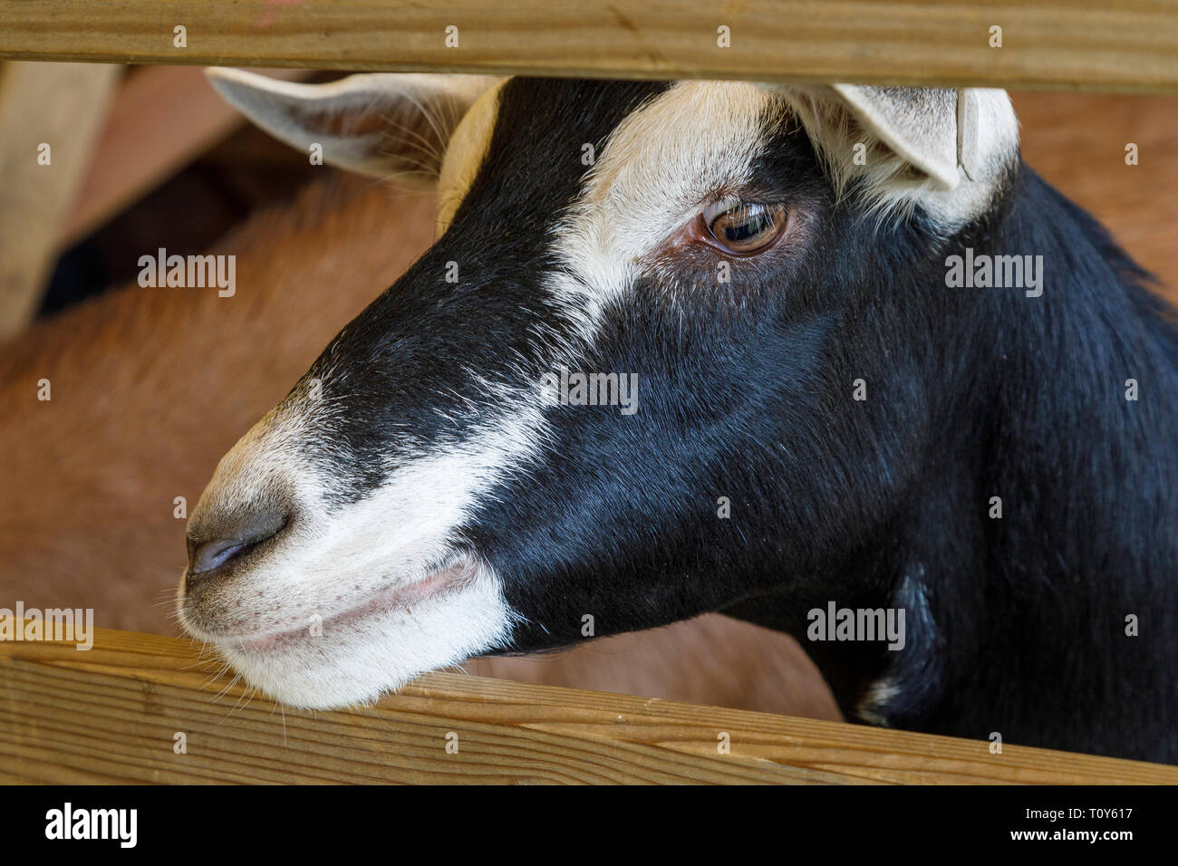 Chèvre dans un stylo avant jugement à l'agriculture de 2018 Aylsham, Norfolk, Royaume-Uni. Banque D'Images