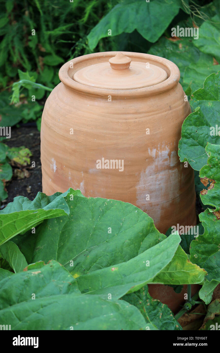 Terre cuite céramique rhubarbe, Rheum x hybridum, forçant pot avec couvercle fermé et entouré de feuilles de rhubarbe. Banque D'Images