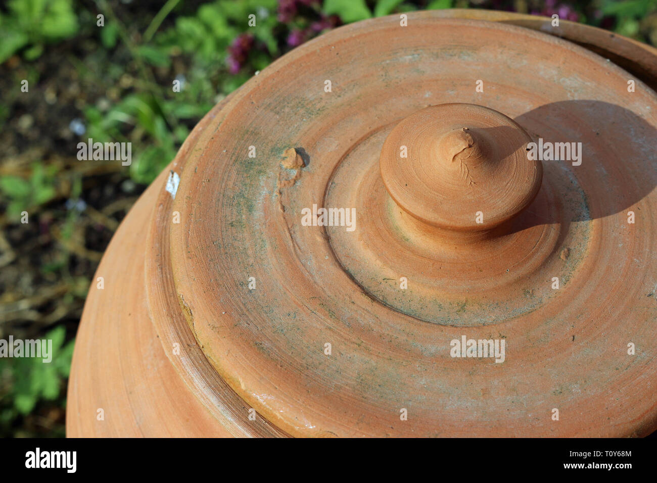 Terre cuite céramique rhubarbe, Rheum x hybridum, forçant pot avec couvercle légèrement ouvert et entouré de végétation. Banque D'Images