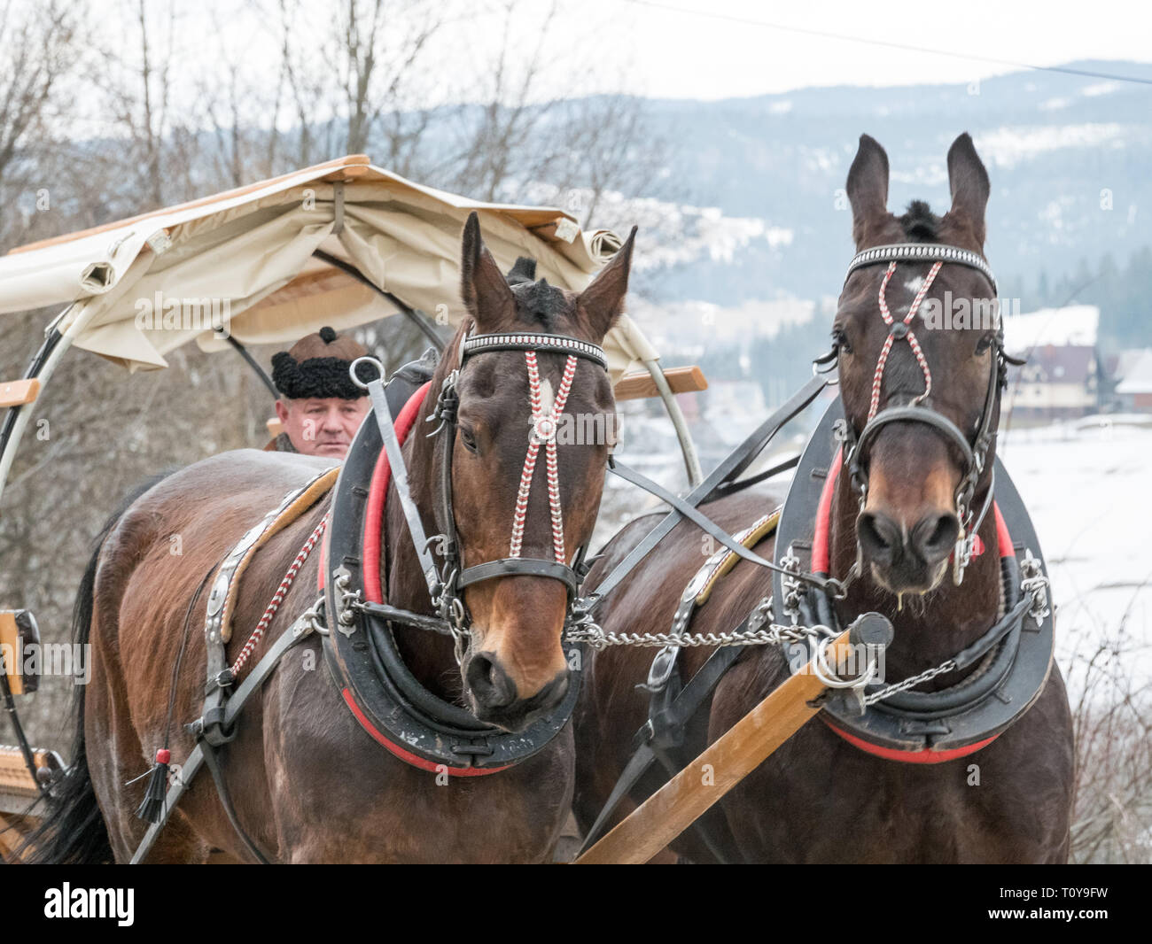 Deux chevaux tirant une charrette, Rusiński Wierch, Bukowina Tatrzańska, le sud de la Pologne Banque D'Images