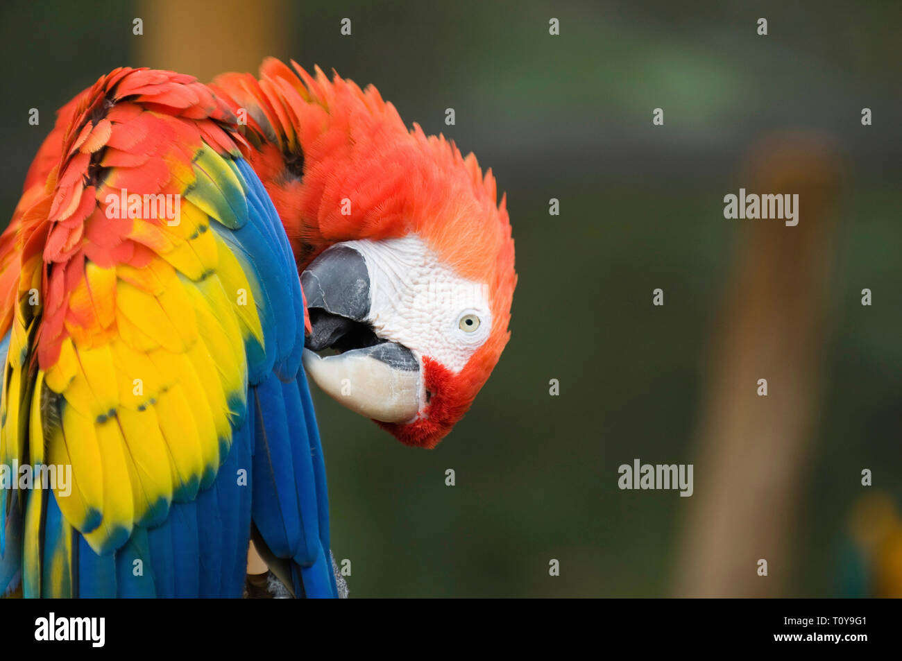 Scarlet macaw Parrot. Selective focus, copiez l'espace. Banque D'Images