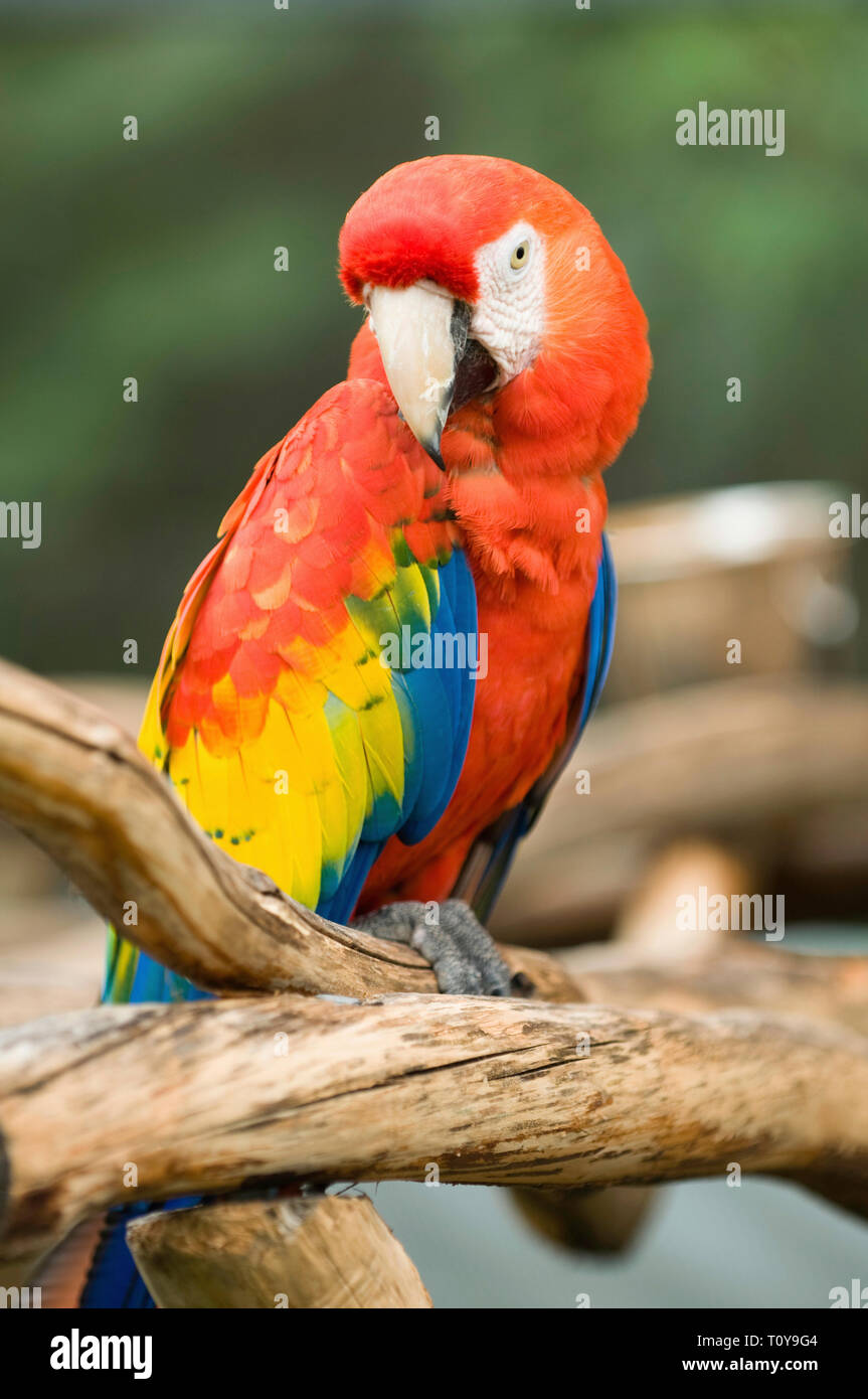 Jeune perroquet ara rouge qui pose pour la caméra. Focus sélectif. Banque D'Images