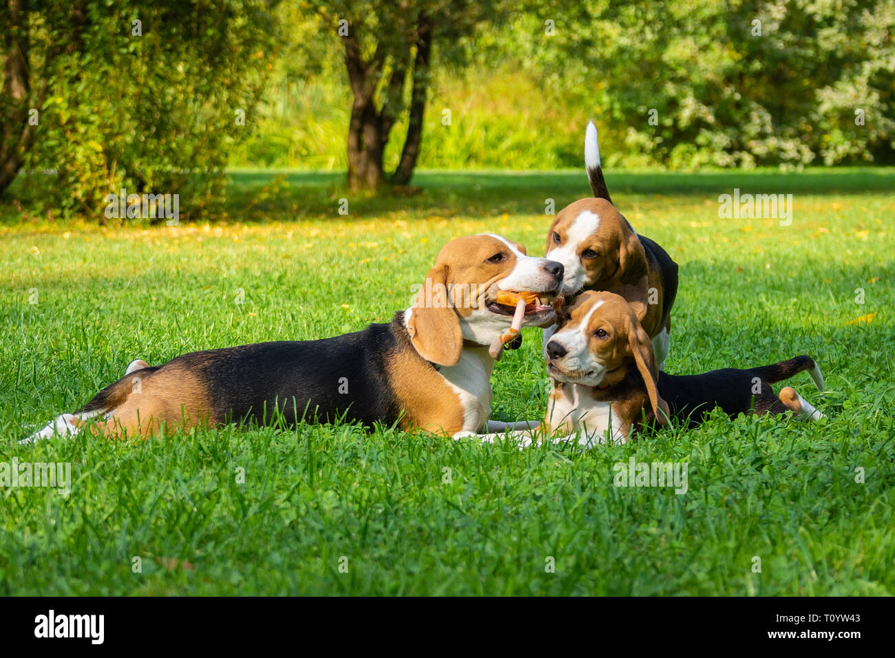Race de chien beagle couché sur l'herbe verte dans le parc Banque D'Images