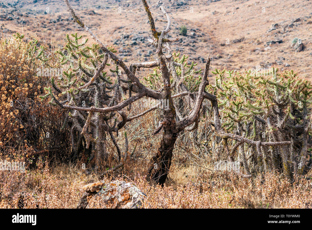 Cactus sec morts dans les montagnes péruviennes Banque D'Images
