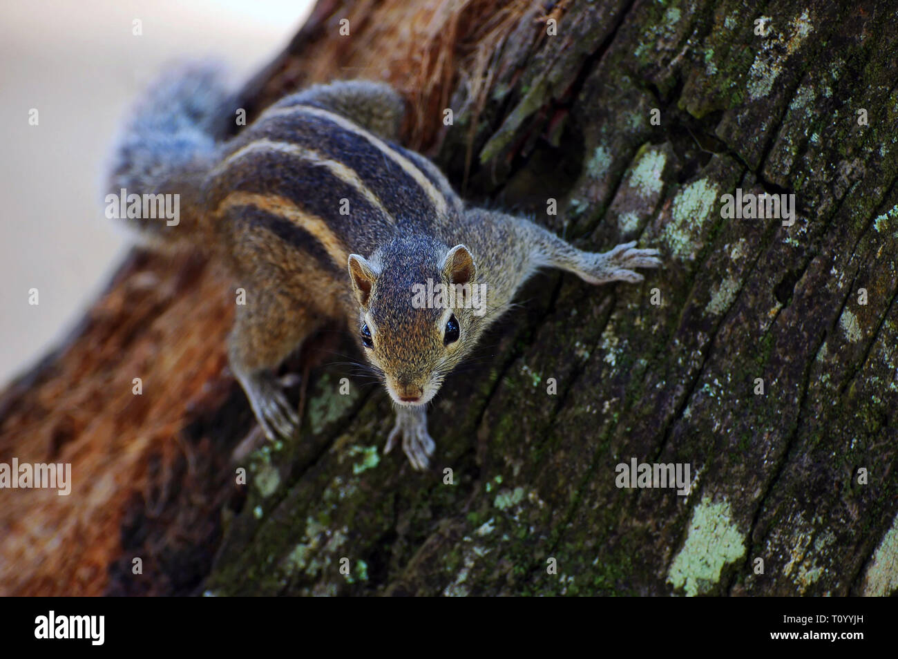 Photo écureuil (Funambulus palmarum) - rongeur de la famille des écureuils Banque D'Images