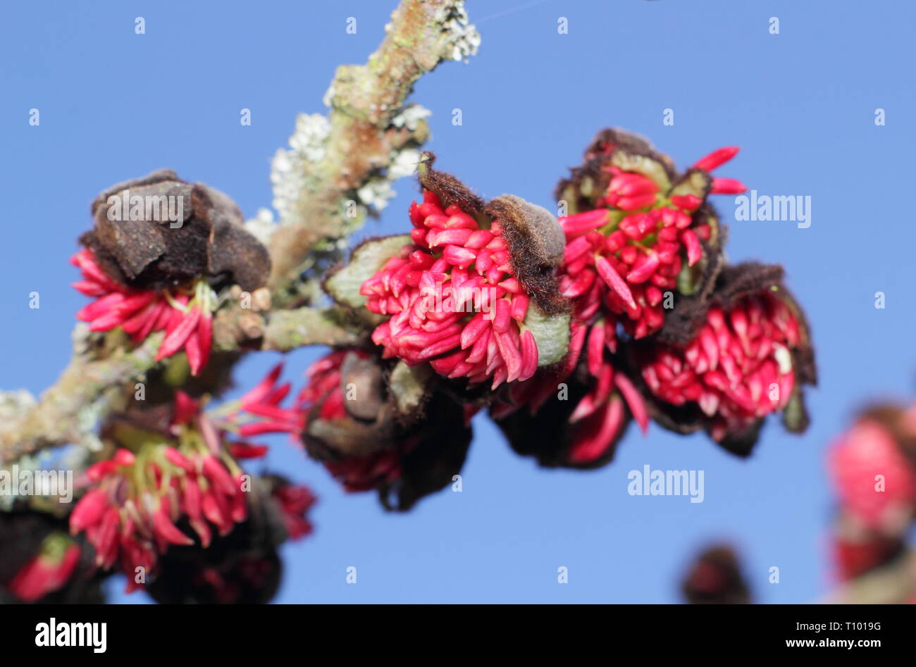 Parrotia persica. Fleurs arachnéennes du persan ironwood tree en hiver - Février, UK Banque D'Images