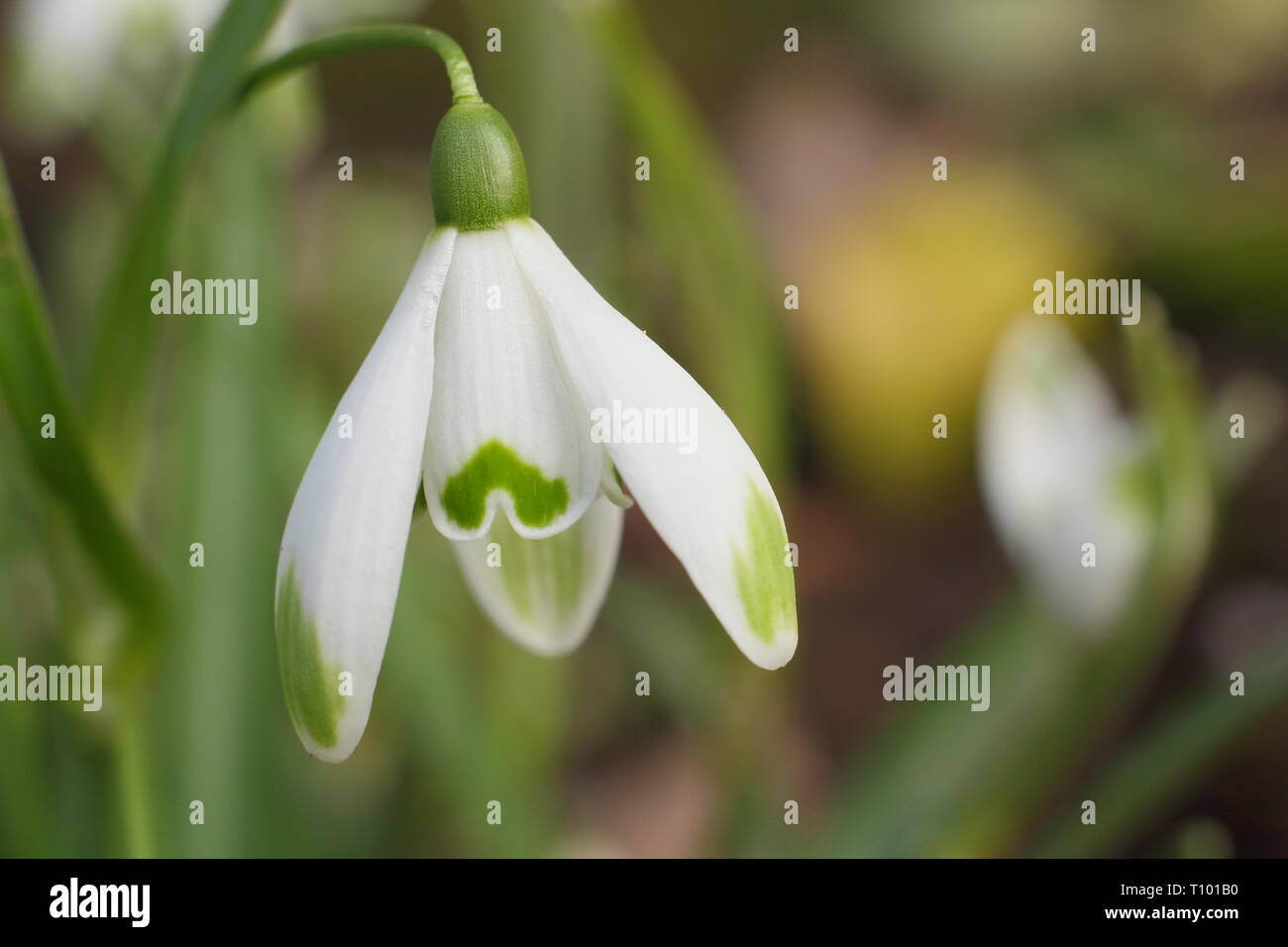 Galanthus nivalis 'Viridapice'. Viridapice snowdrop afficher conseils verte caractéristique sur les segments (pétales) - février, UK Banque D'Images