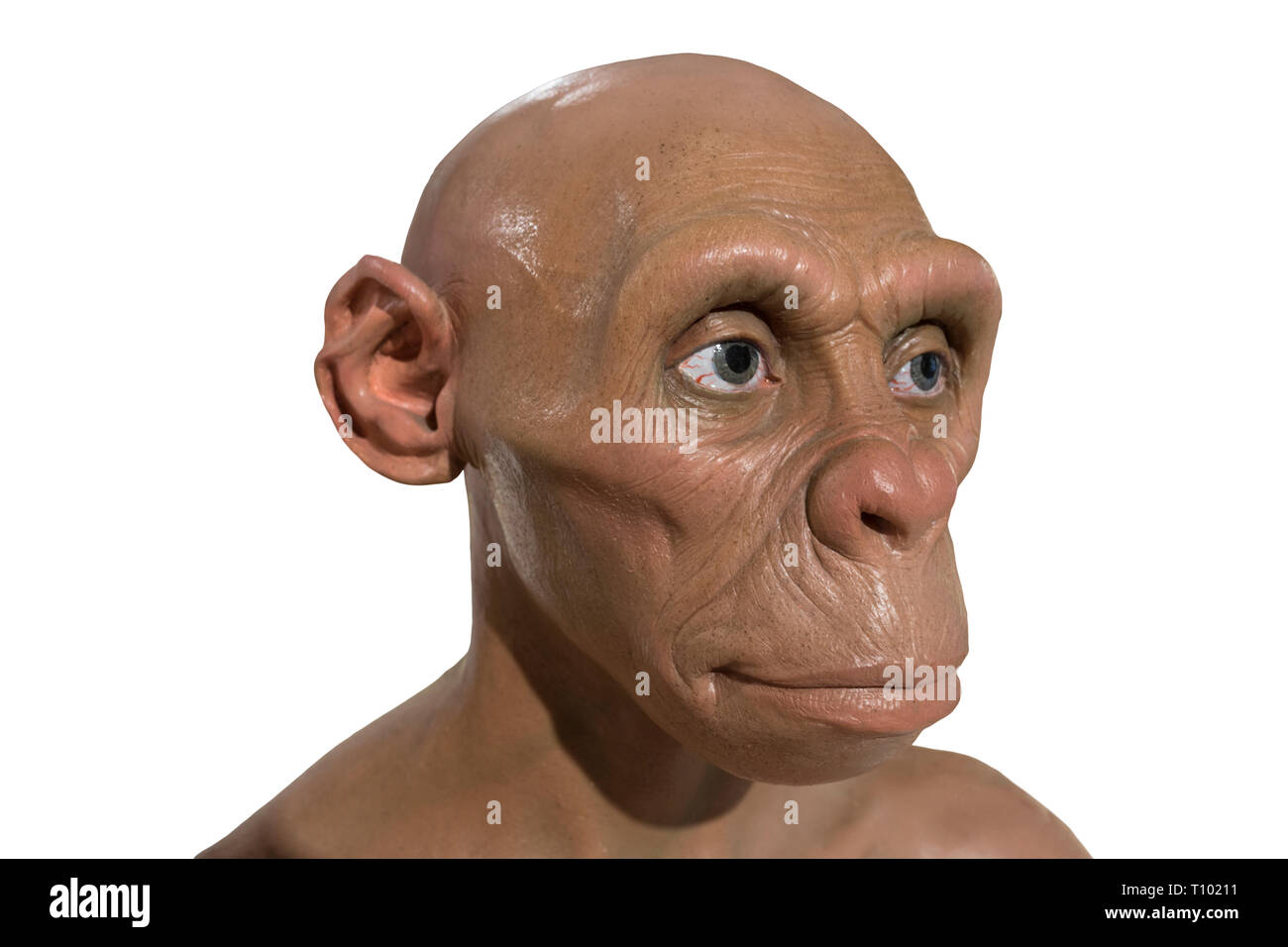 Montilla, Espagne - 2 mars 2019 : l'Homo Erectus à taille buste à Montilla Musée de l'histoire locale, Cordoba, Espagne. Sculpté par JM Serrano Banque D'Images