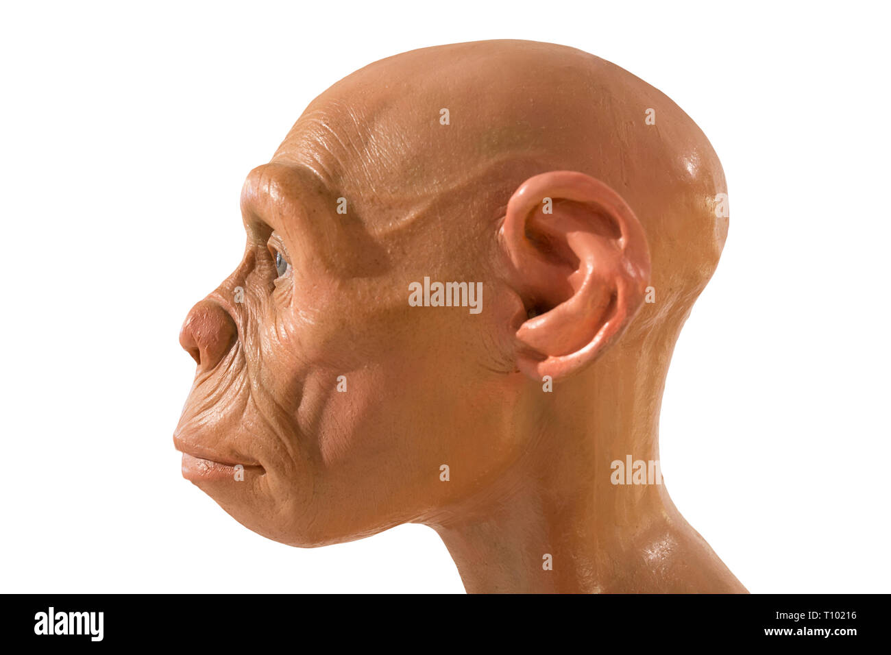 Montilla, Espagne - 2 mars 2019 : l'Homo Erectus à taille buste à Montilla Musée de l'histoire locale, Cordoba, Espagne. Sculpté par JM Serrano. À partir de la sid Banque D'Images