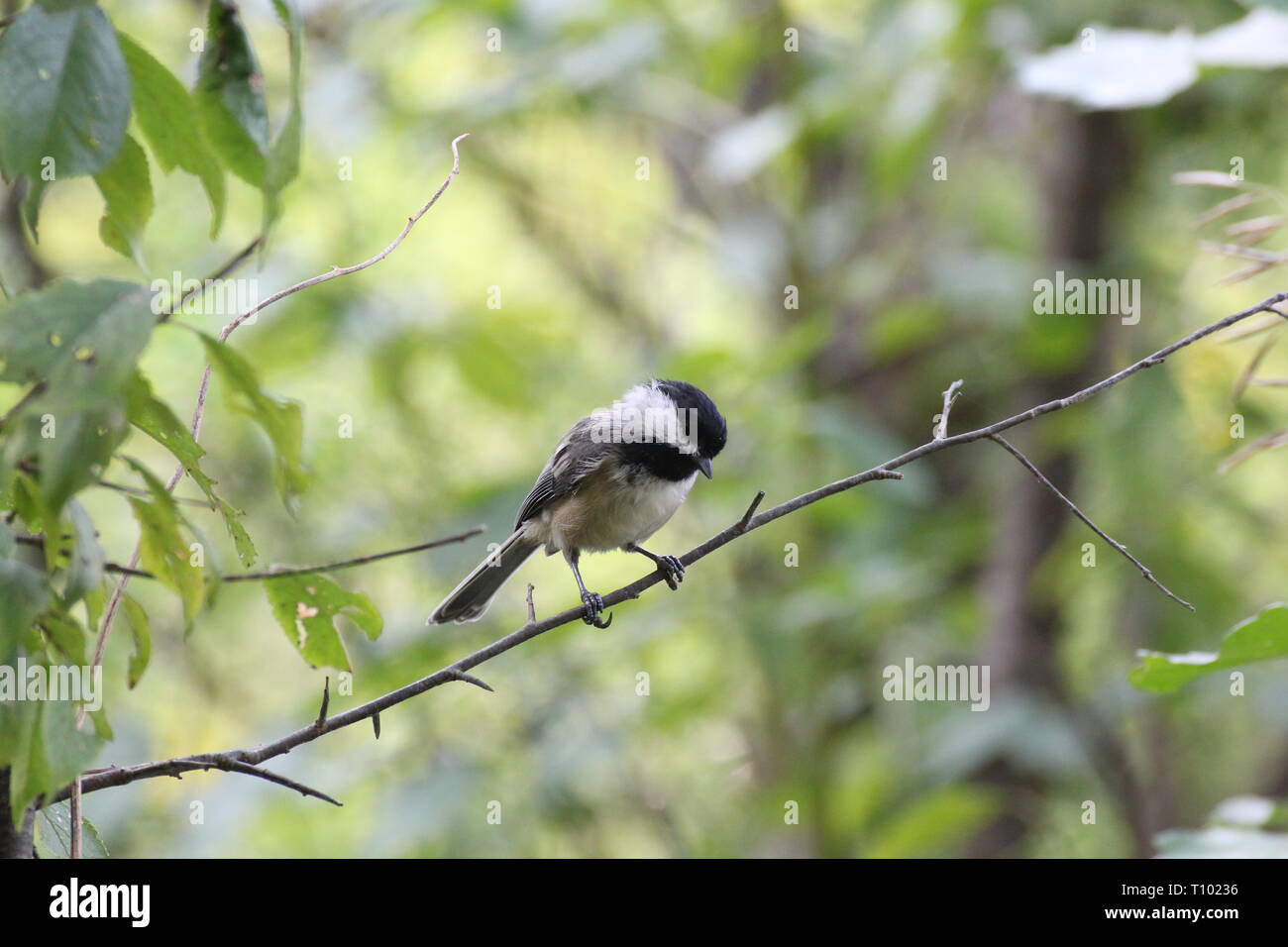 Mésange à tête Banque D'Images