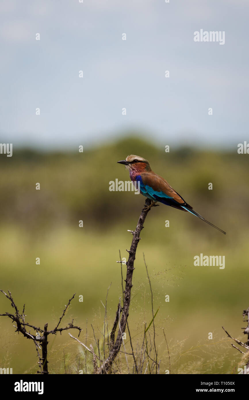 Gros plan de l'belle irridescent corps de la carmine Bee-eaters, nubicoides, assis sur une branche Banque D'Images