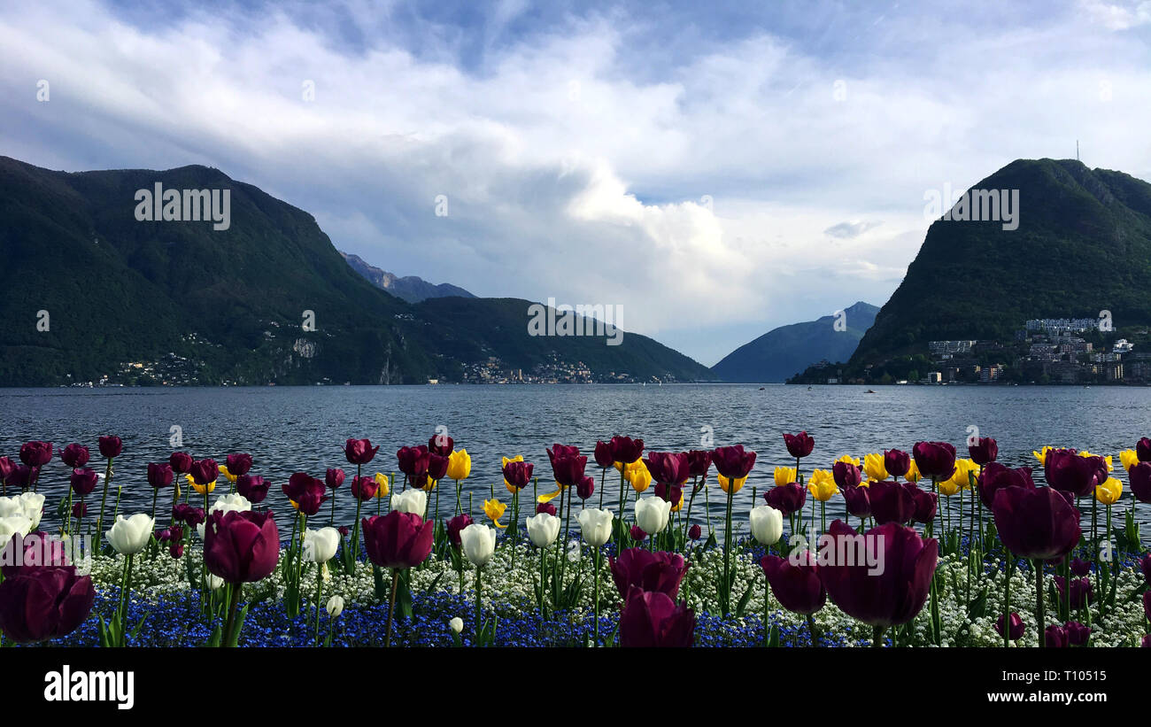 Tulipes colorées sur le lac de Lugano Banque D'Images