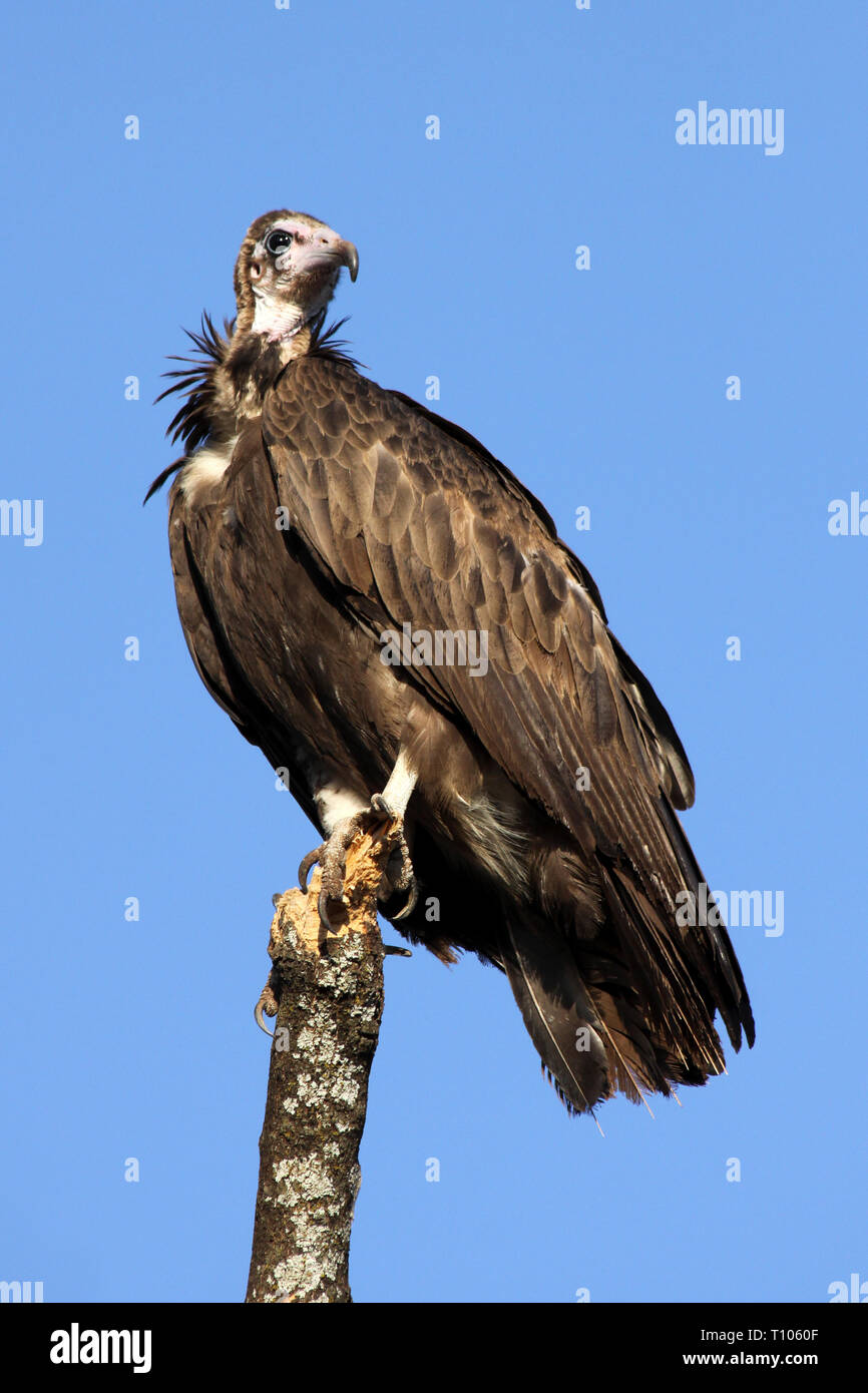Hooded Vulture (Necrosyrtes monachus) en Ethiopie Banque D'Images