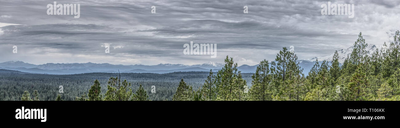 Panorama de la forêt de pins de Californie du Nord à distance avec une chaîne de montagnes en arrière-plan. Banque D'Images