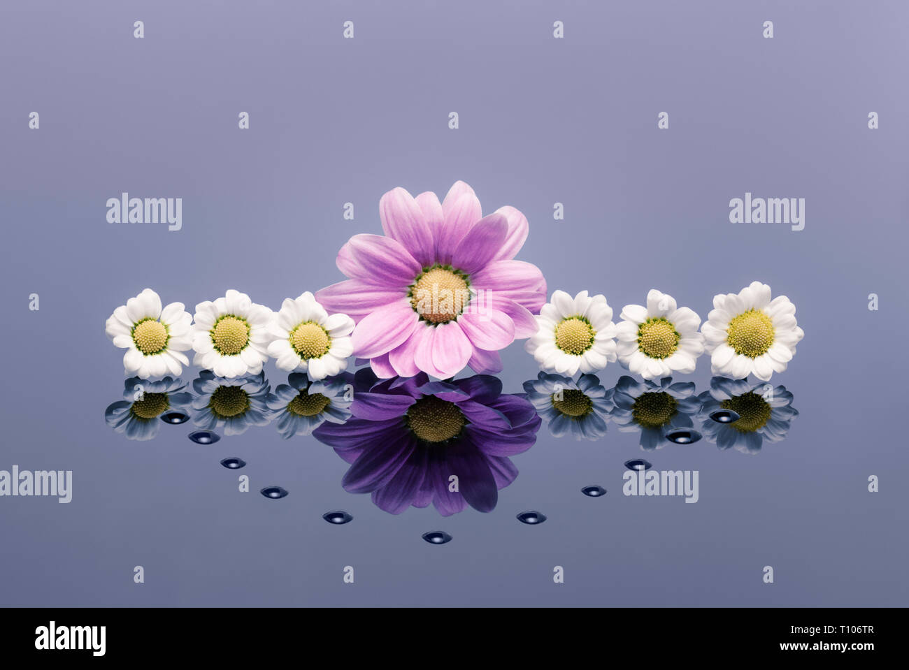 Des Chrysanthèmes blancs et roses sur une surface réfléchissante avec waterdrops Banque D'Images