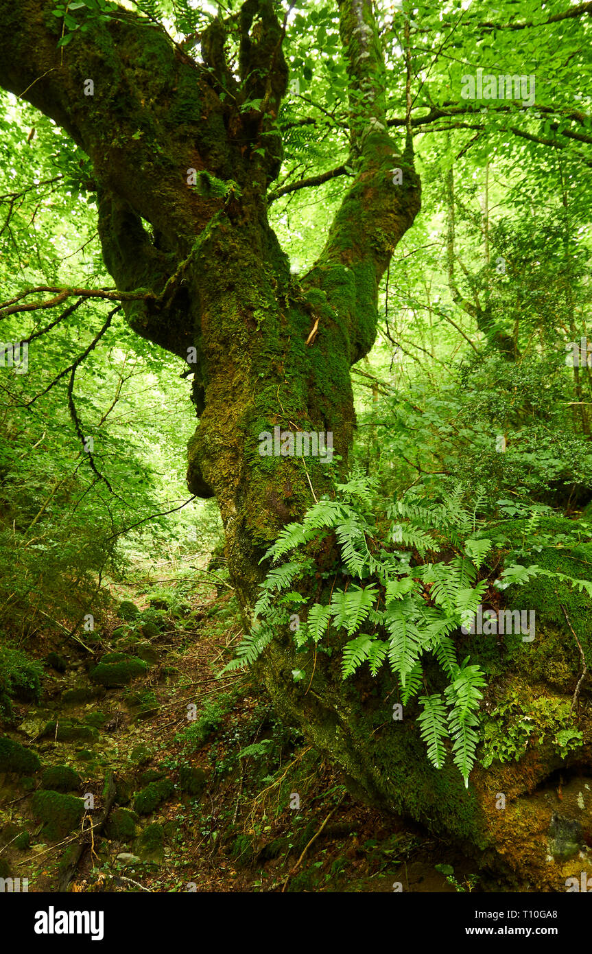 Gros hêtre (Fagus sylvatica) tronc couvert par les fougères et les mousses dans une forêt de hêtres en SL-NA 50 (sentier de Hiriberri, Villanueva de Aezkoa, Navarre, Espagne) Banque D'Images