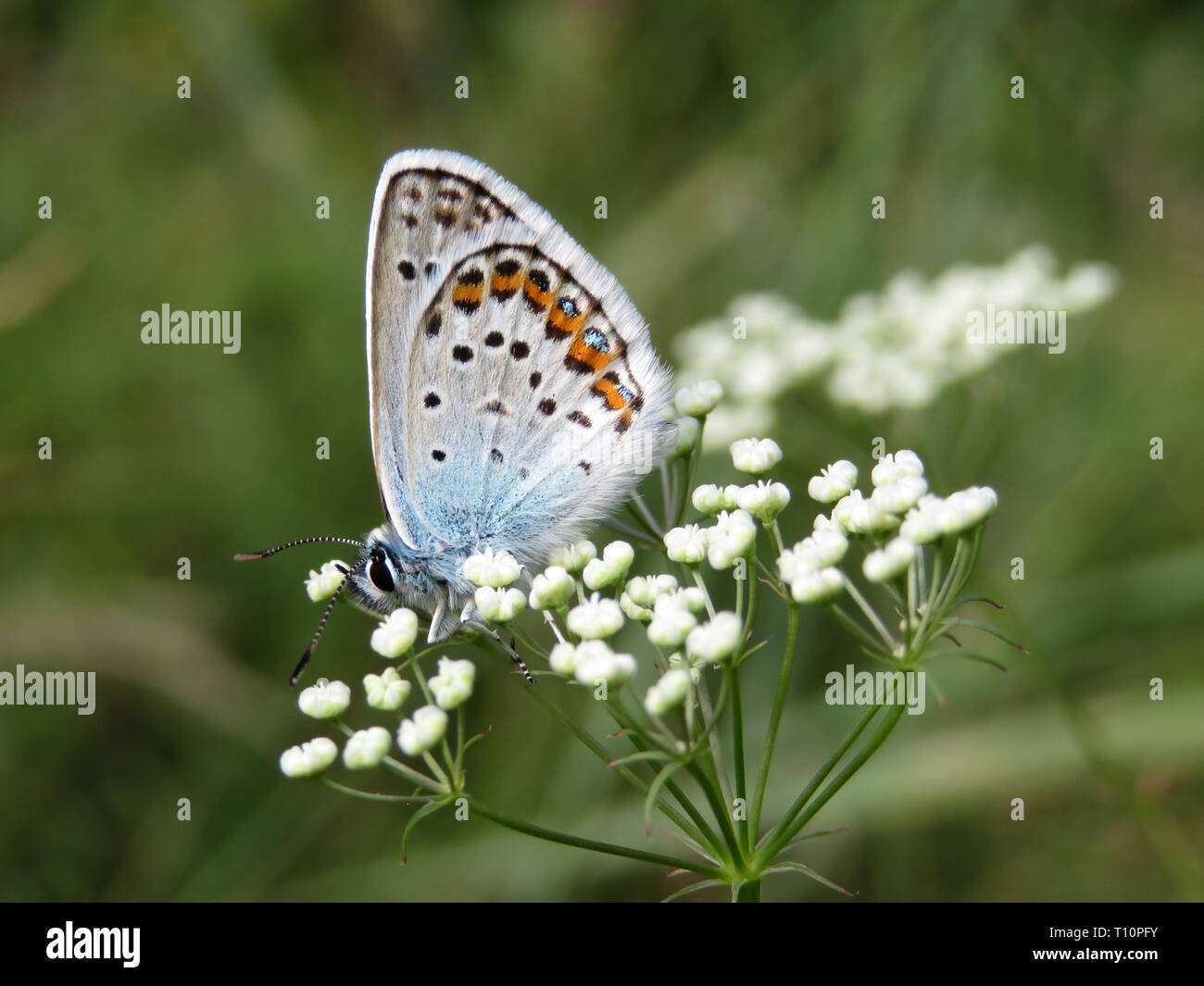 Papillon Bleu commun sur les fleurs blanches un close-up. Polyommatus icarus sur spring meadow, beauté de la nature Banque D'Images