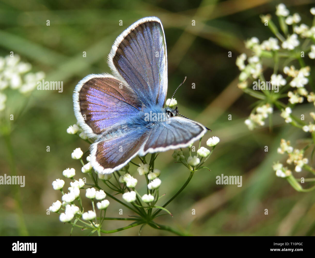 Papillon Bleu commun sur les fleurs blanches un close-up. Polyommatus icarus sur spring meadow, beauté de la nature Banque D'Images