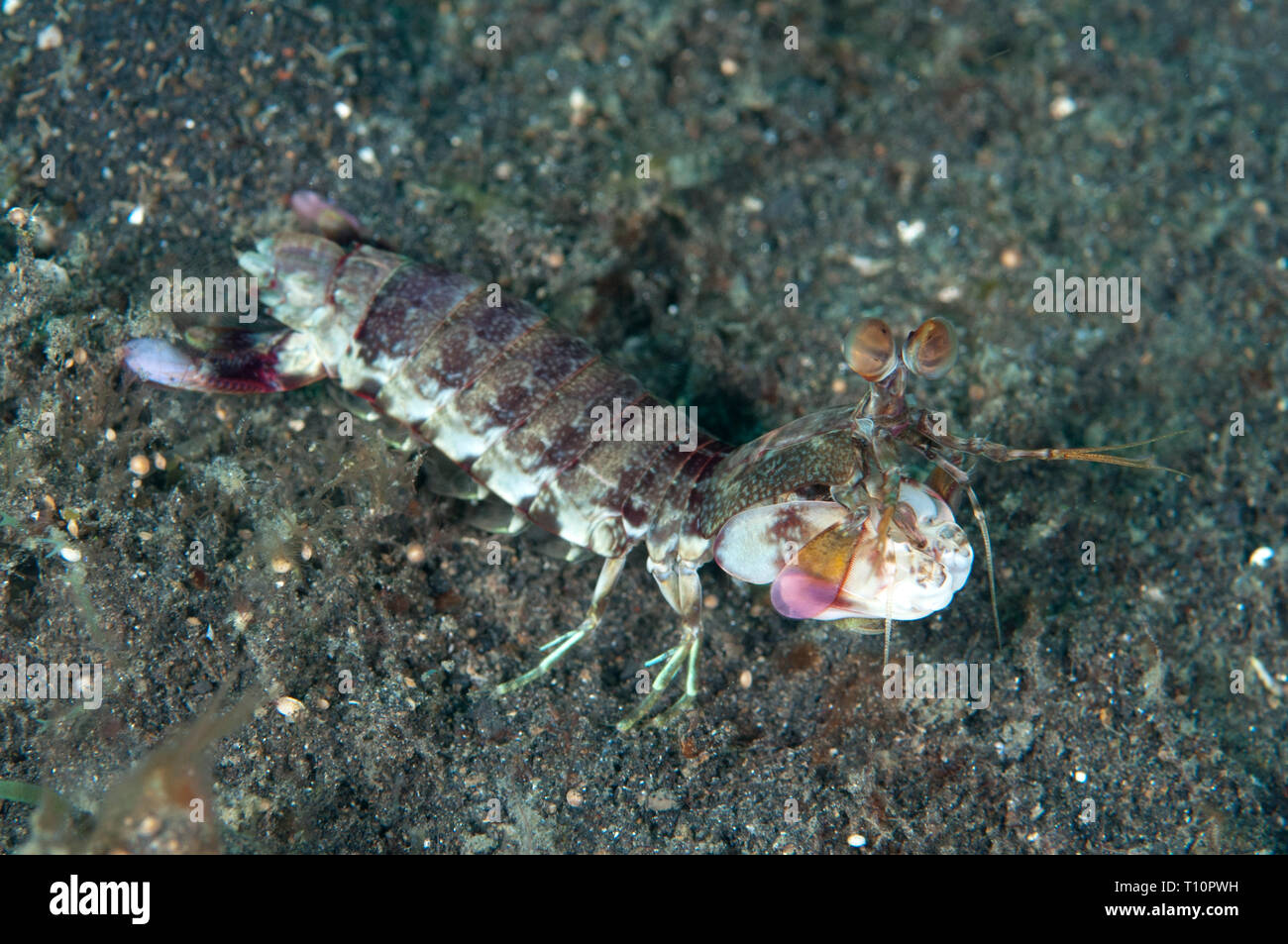 Le hibou rose Crevette Mantis Smashing, Odontodactylus latirostris, patrouiller, 6108 TK3, site de plongée Détroit de Lembeh, Sulawesi, Indonésie Banque D'Images