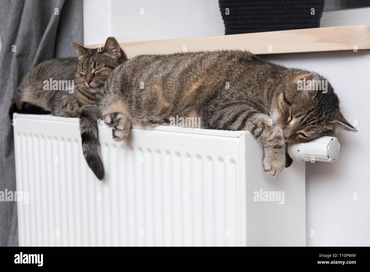 Chat sur le radiateur, un tigre (tabby) cat détente sur un radiateur chaud  Photo Stock - Alamy