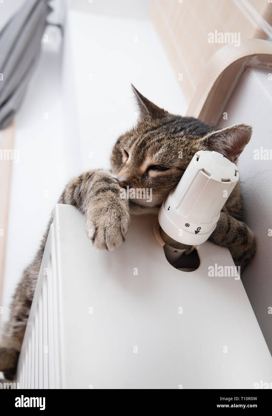 Chat Sur Le Radiateur Un Tigre Tabby Cat Detente Sur Un Radiateur Chaud Photo Stock Alamy