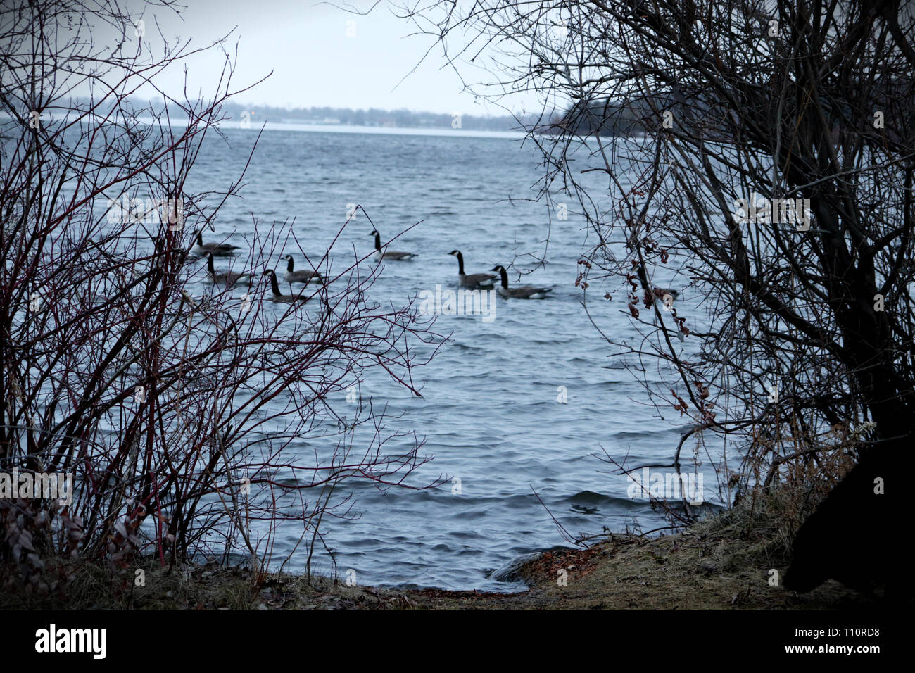Un coup de froid des oies à flot un printemps précoce Boardman Lake en MI. Banque D'Images