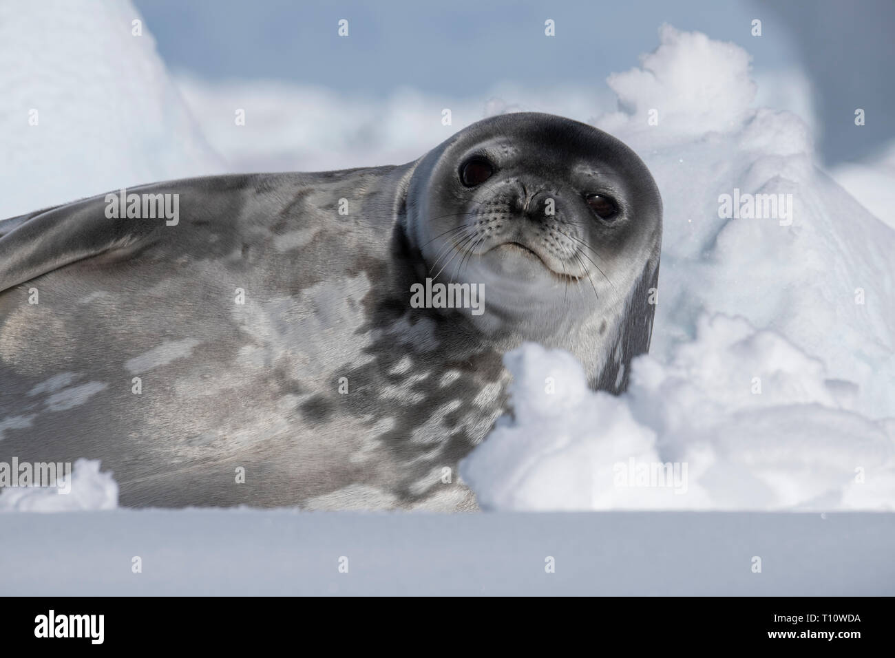 L'Antarctique, ci-dessous le cercle antarctique, Crystal Sound. Phoque de Weddell (Leptonychotes weddelli) sur la glace. Banque D'Images