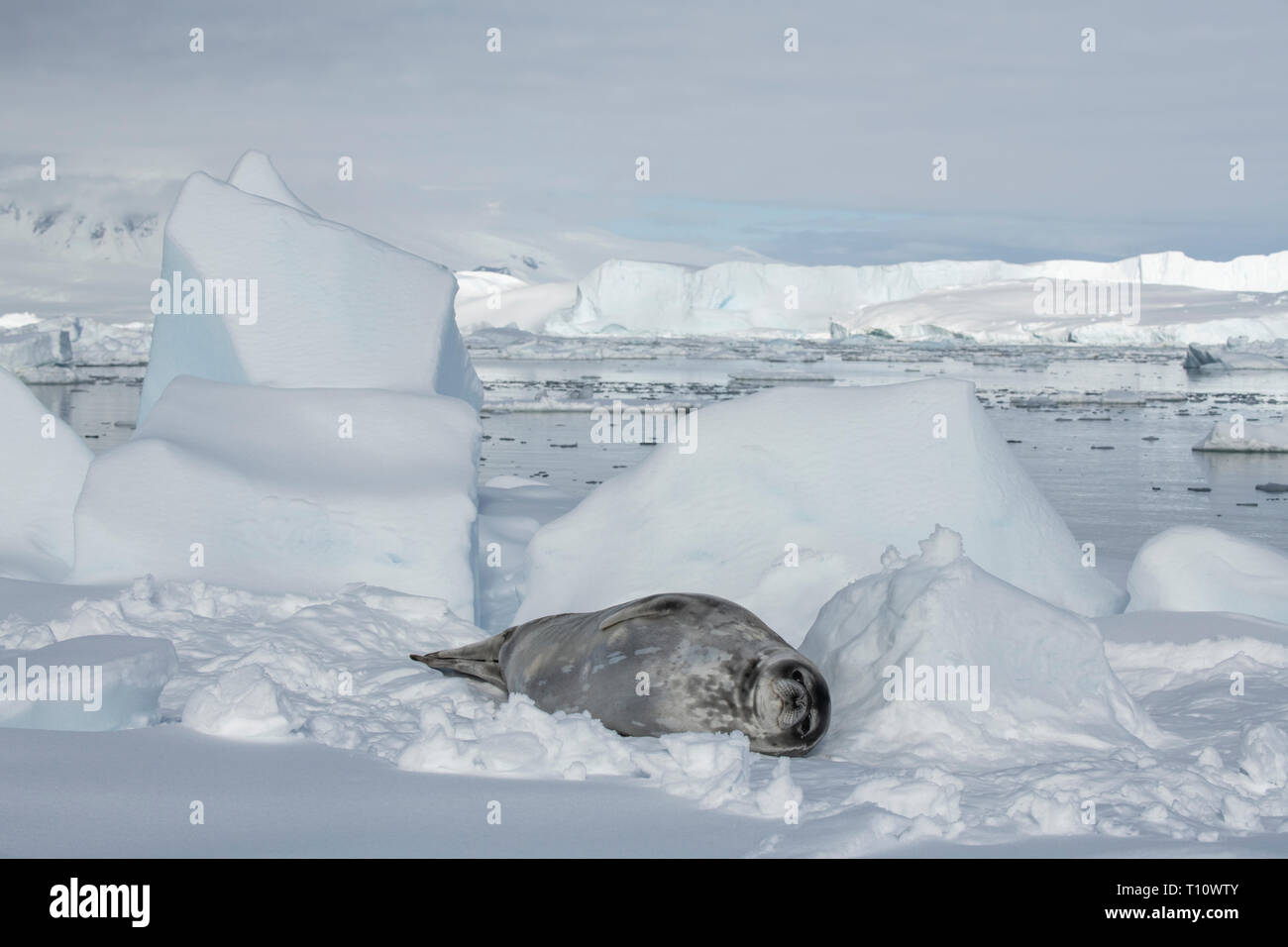 L'Antarctique, ci-dessous le cercle antarctique, Crystal Sound. Phoque de Weddell (Leptonychotes weddelli) sur la glace. Banque D'Images