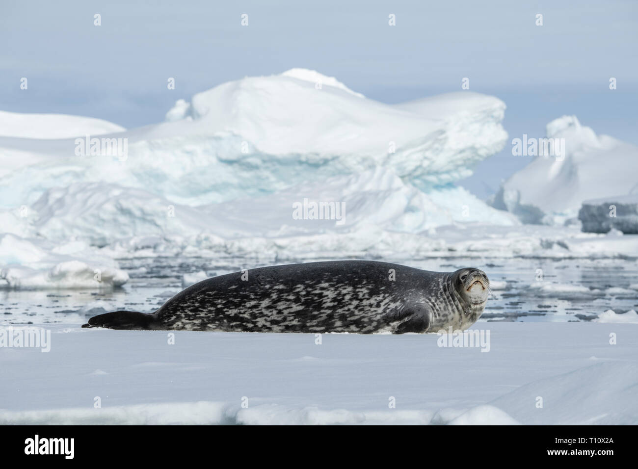 L'Antarctique, ci-dessous le cercle antarctique, Crystal Sound. Phoque de Weddell (Leptonychotes weddelli) sur la glace. Banque D'Images