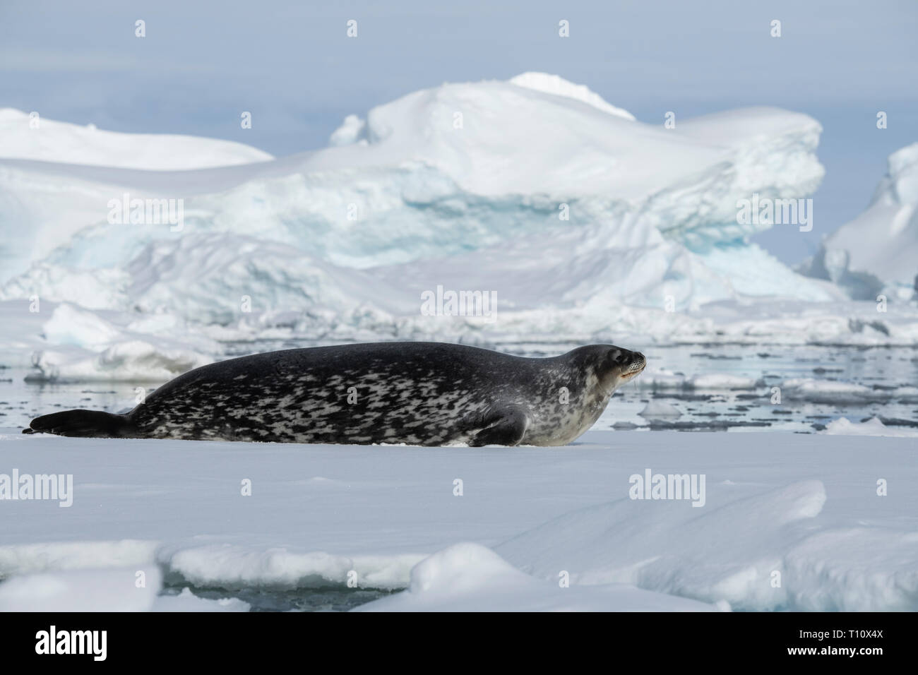 L'Antarctique, ci-dessous le cercle antarctique, Crystal Sound. Phoque de Weddell (Leptonychotes weddelli) sur la glace. Banque D'Images