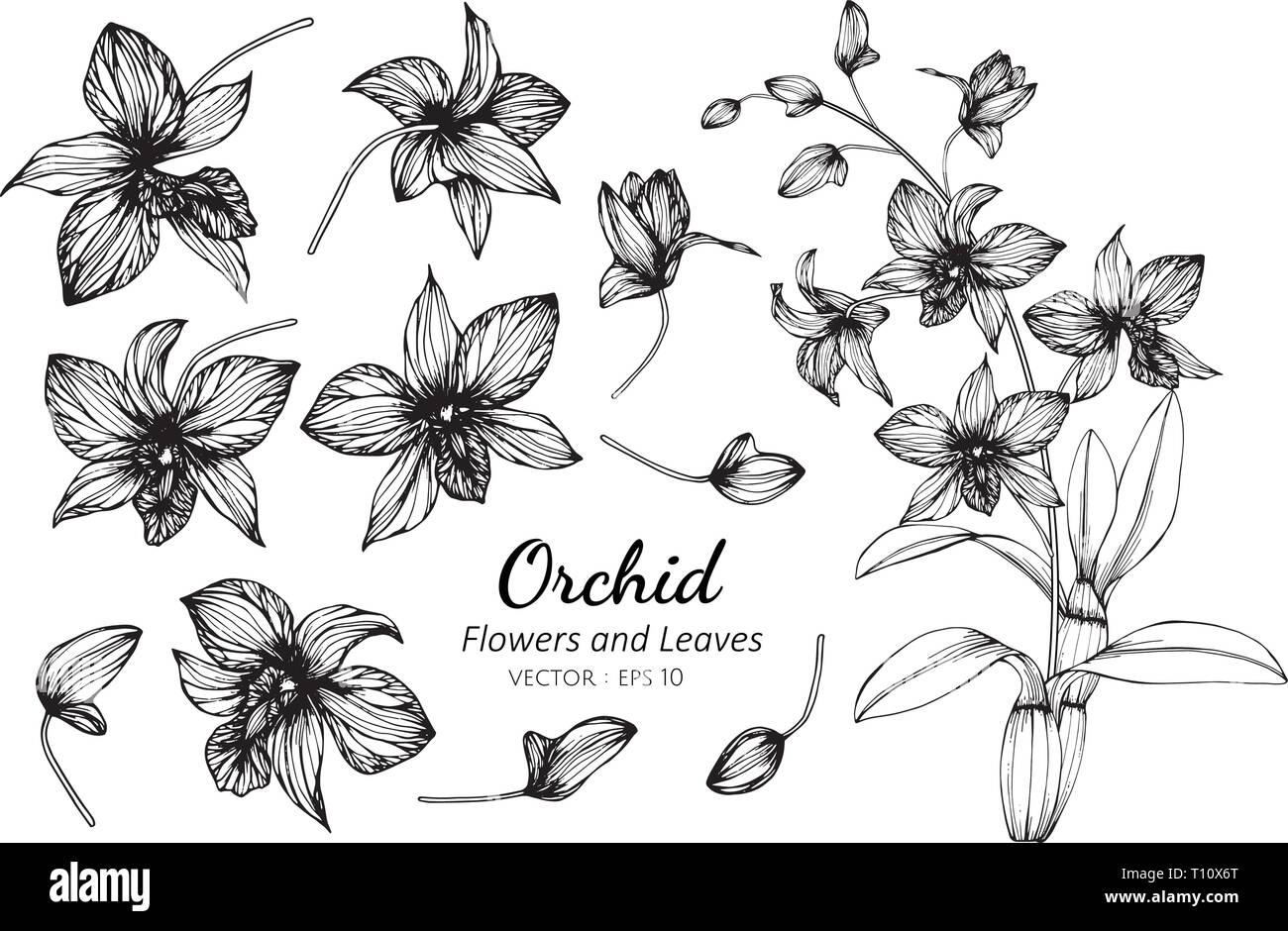 Jeu de collecte de feuilles et de fleurs d'orchidées. illustration dessin de masque, logo, modèle, bannières, affiches, carte de vœux et invitation design. Illustration de Vecteur