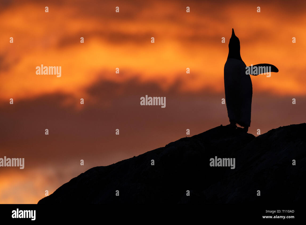 L'antarctique, Paradise Harbour aka Paradise Bay. Silhouette de Gentoo pingouin avec coucher du soleil polaire. Banque D'Images