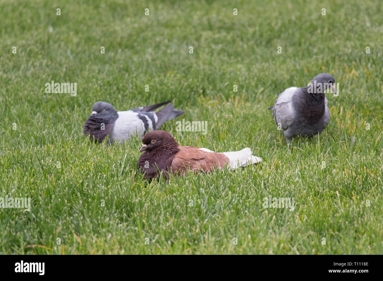 La vue de trois pigeons sur une herbe verte. Banque D'Images