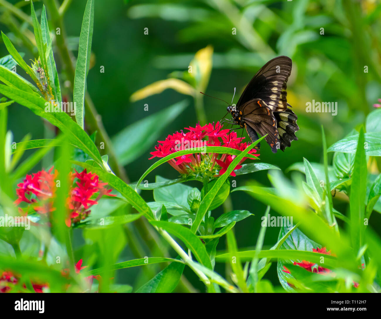 Swallow tail papillon sur une fleur rouge Banque D'Images