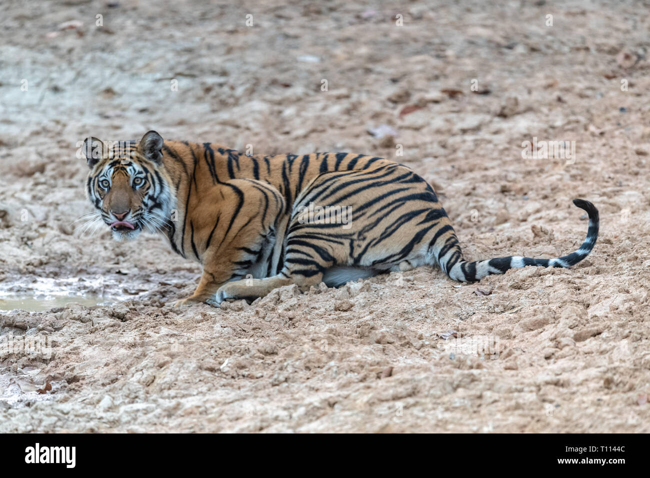 Tigre du Bengale (Panthera tigris tigris) dans Bandhavgarth Parc National en Inde Banque D'Images
