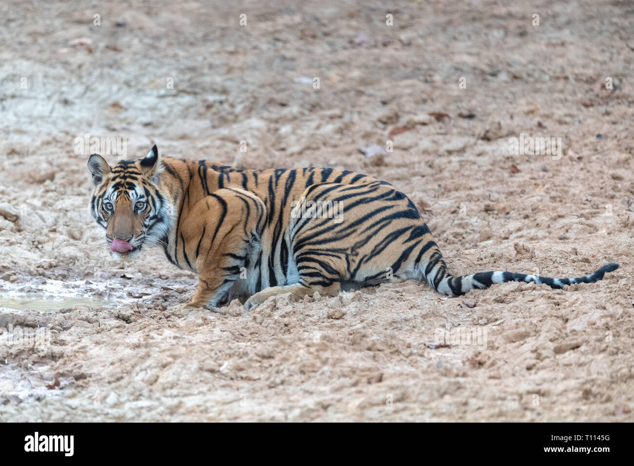 Tigre du Bengale (Panthera tigris tigris) dans la Réserve de tigres de Kanha en Inde Banque D'Images