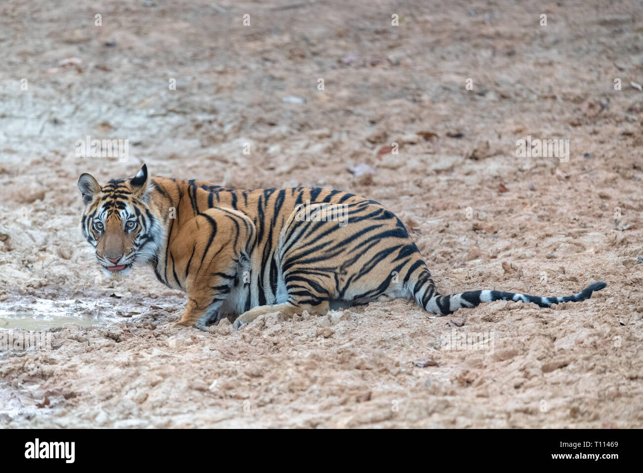 Tigre du Bengale (Panthera tigris tigris) dans Bandhavgarth Parc National en Inde Banque D'Images